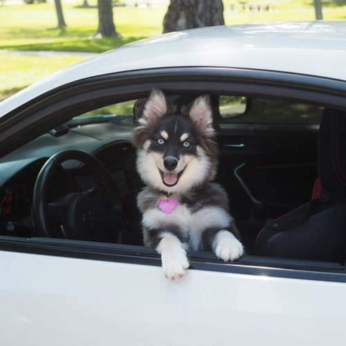 Secure Transportation Options-West Coast Pups