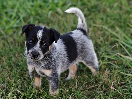 Blue Heeler Puppies for Sale