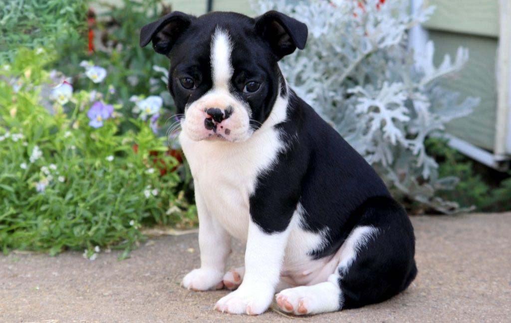 Boston Terrier Puppies for Sale
