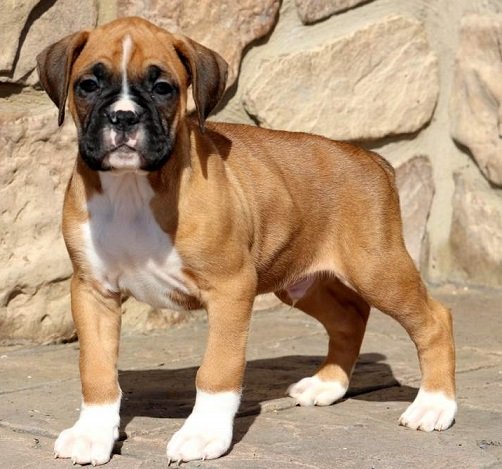 boxer puppies for sale