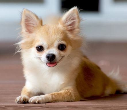 Chihuahua Puppies for Sale
