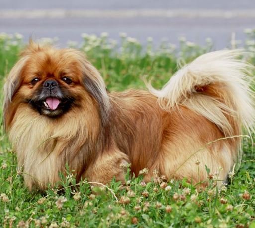 Pekingese Puppies for Sale
