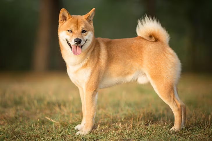 Shiba Inu Puppies for Sale