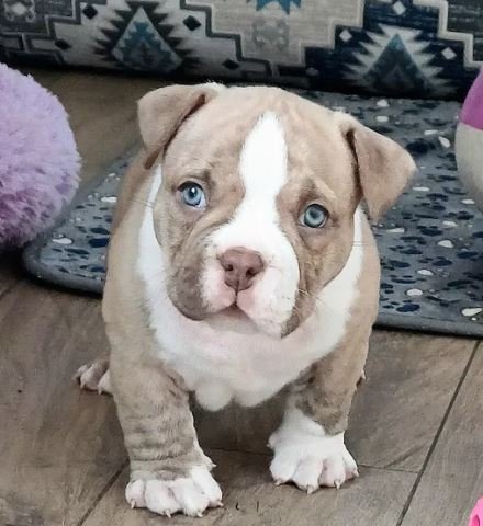 american pocket bully puppies for sale