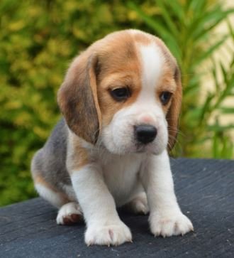 beagle puppies for sale