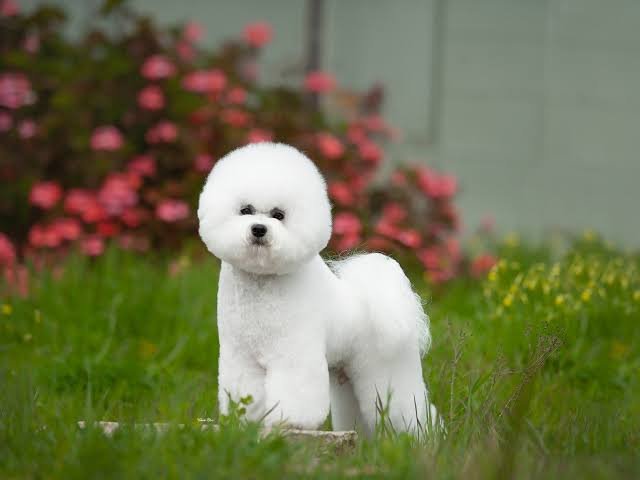 Bichon Frise Puppies for Sale