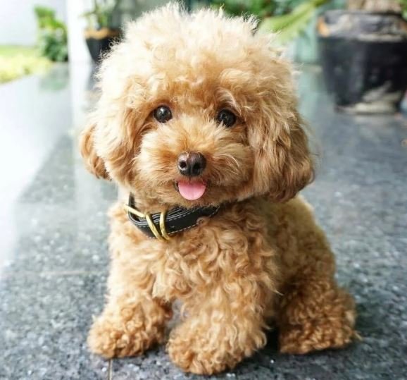 Poodle Puppies for Sale