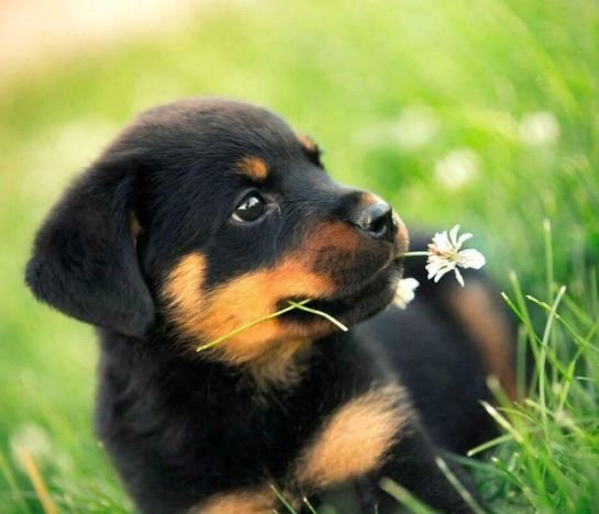 rottweiler puppies for sale