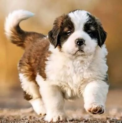 Saint Bernard Puppies for Sale
